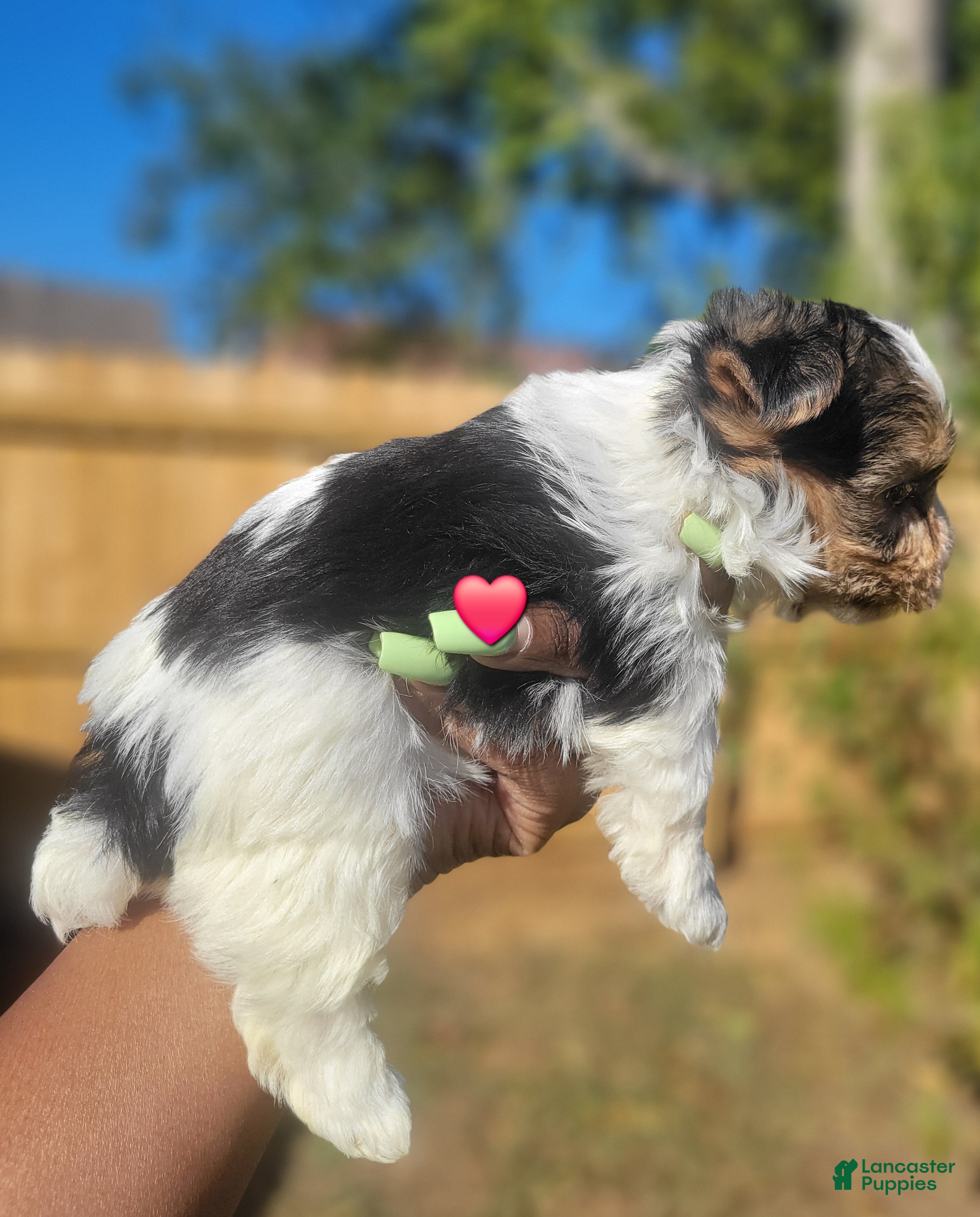 Yorkshire Terrier dogs for sale: Female 1 (red collar) - Ad 1