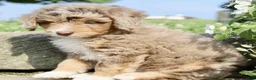 Mini Aussiedoodle dogs for sale: Clyde - Ad 4