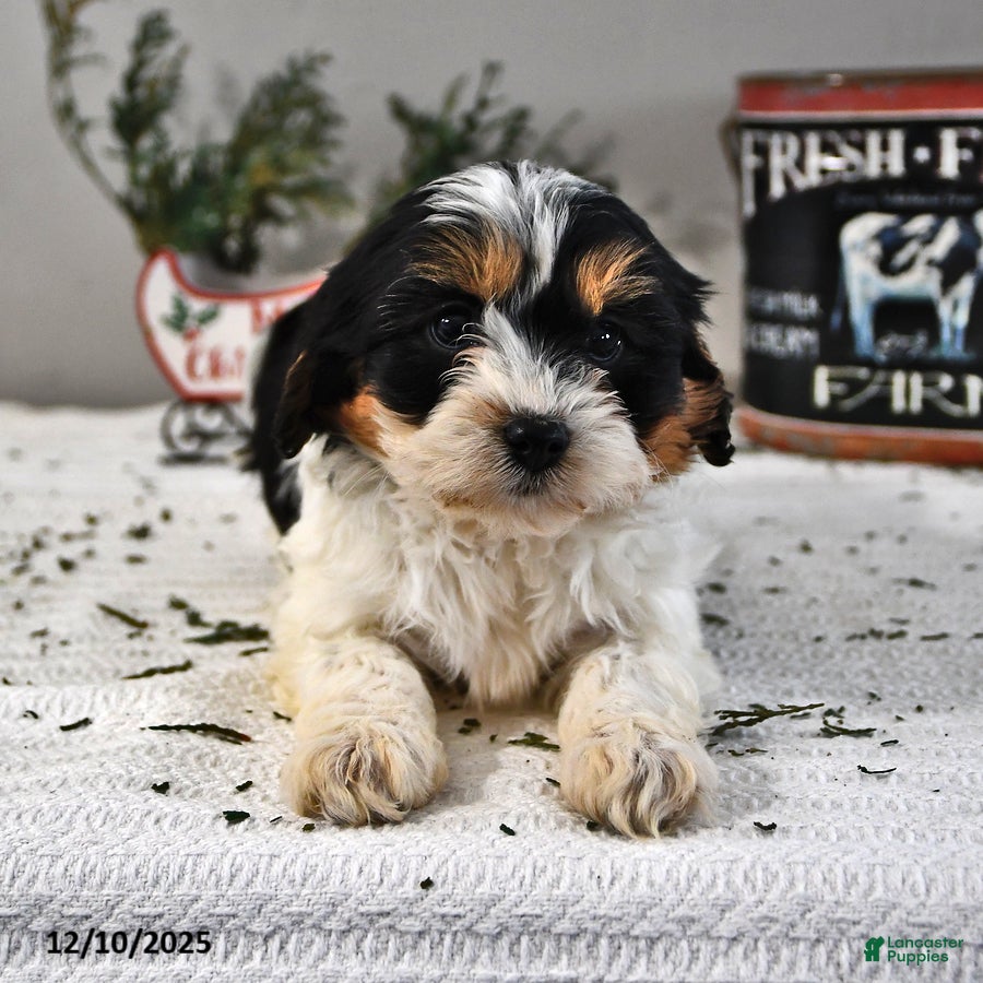 Cavapoo dogs Bridget - Ad 38