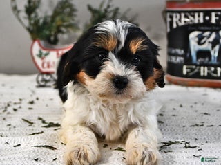 Cavapoo dogs Bridget - Ad 18