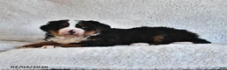 Bernese Mountain Dog dogs for sale: Jasmine - Ad 4