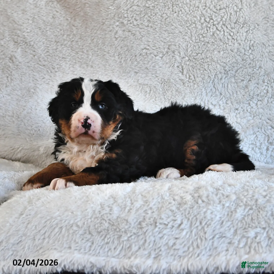 Bernese Mountain Dog dogs for sale: Jasmine - Ad 4