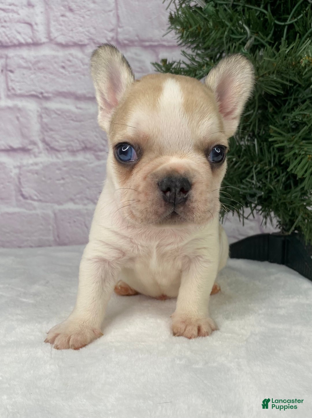 French Bulldog dogs for sale: Rambo  - Ad 5
