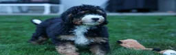 Mini Bernedoodle dogs for sale: Yandel 🦴 - Ad 7