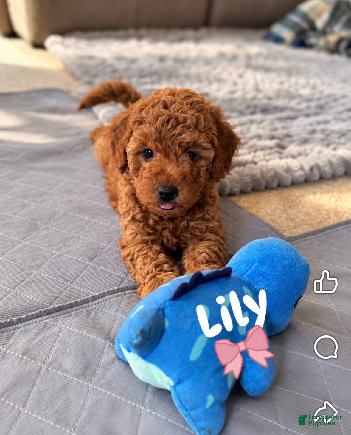 Mini Goldendoodle dogs Lily - Ad 2