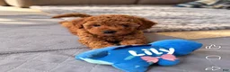 Mini Goldendoodle dogs for sale: Lily - Ad 2