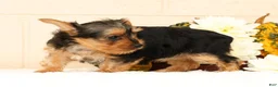 Yorkshire Terrier dogs for sale: Dolly - Ad 4