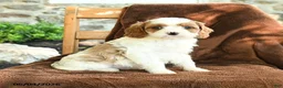 Cavapoo dogs for sale: Marty - Ad 1