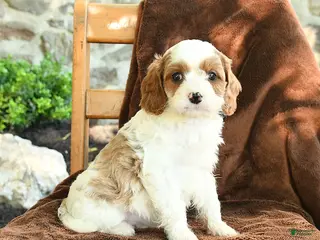 Cavapoo dogs for sale: Marty - Ad 1