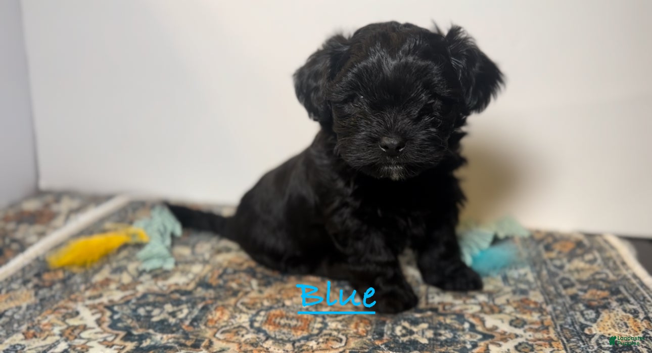 Mixed Breed dogs Duke - Ad 2