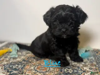 Mixed Breed dogs Duke - Ad 5