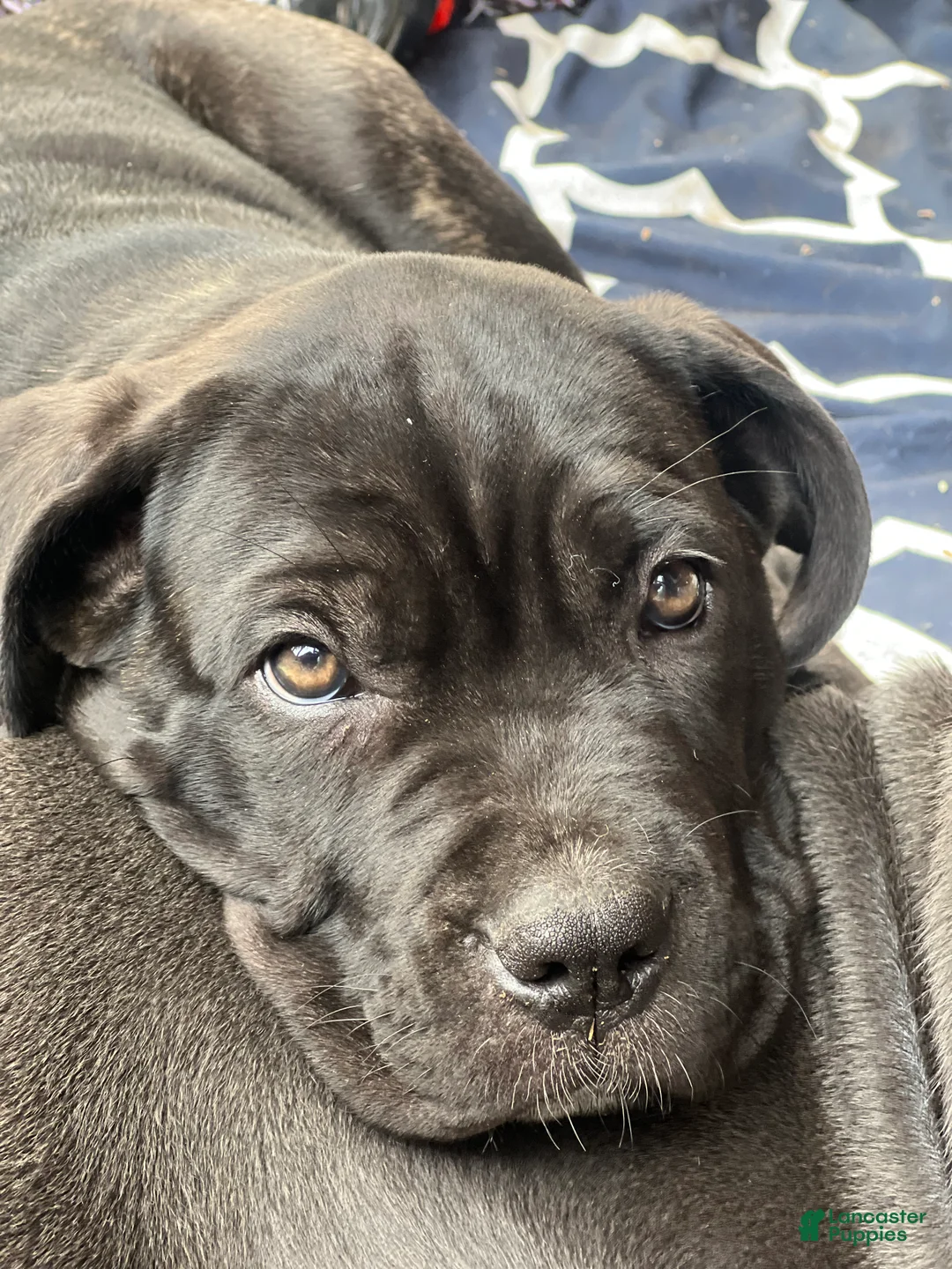 Cane Corso dogs for sale: Wren - Ad 2
