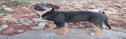 German Shepherd dogs for sale: Jax - Ad 6
