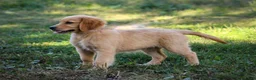 Golden Retriever dogs for sale: Amber AKC Golden Retriever - Ad 4