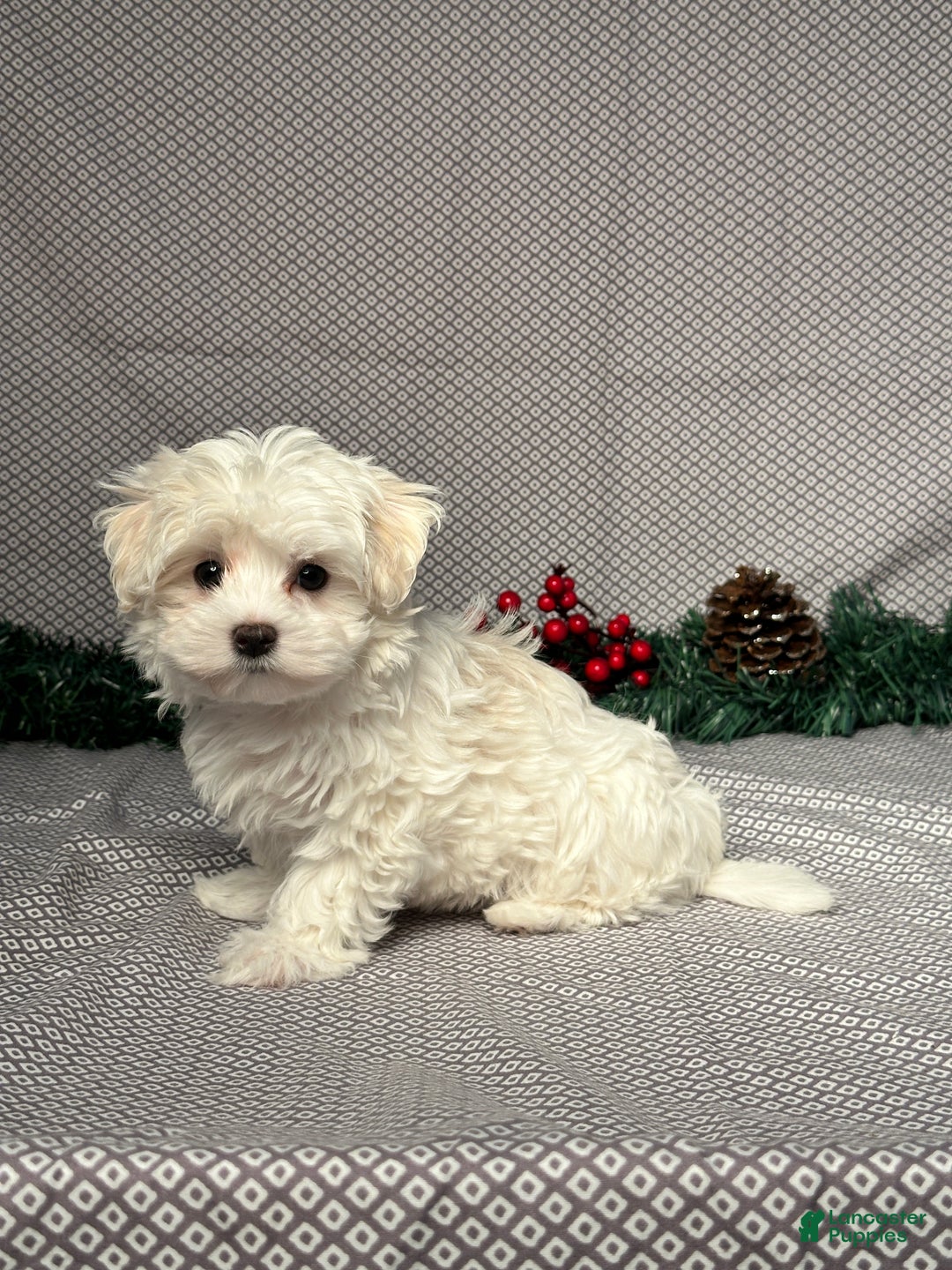 Maltese dogs for sale: Angel - Ad 3