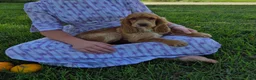 Cocker Spaniel dogs for sale: Autumn - Ad 8