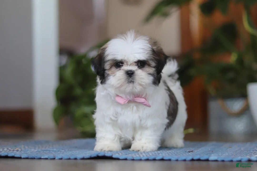 Shih Tzu dogs for sale: Myra - Ad 1