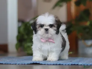 Shih Tzu dogs Myra - Ad 40