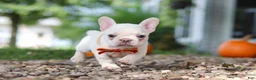 French Bulldog dogs for sale: Eden - Ad 4