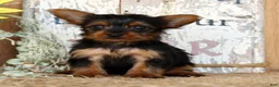 Morkie dogs for sale: Owen - Ad 1