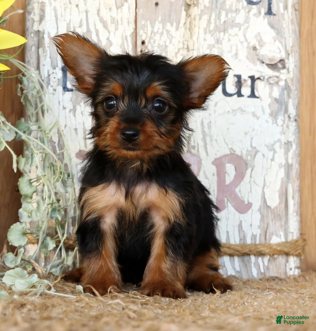 Morkie dogs for sale: Owen - Ad 1