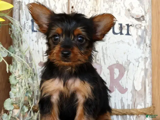 Morkie dogs for sale: Owen - Ad 1