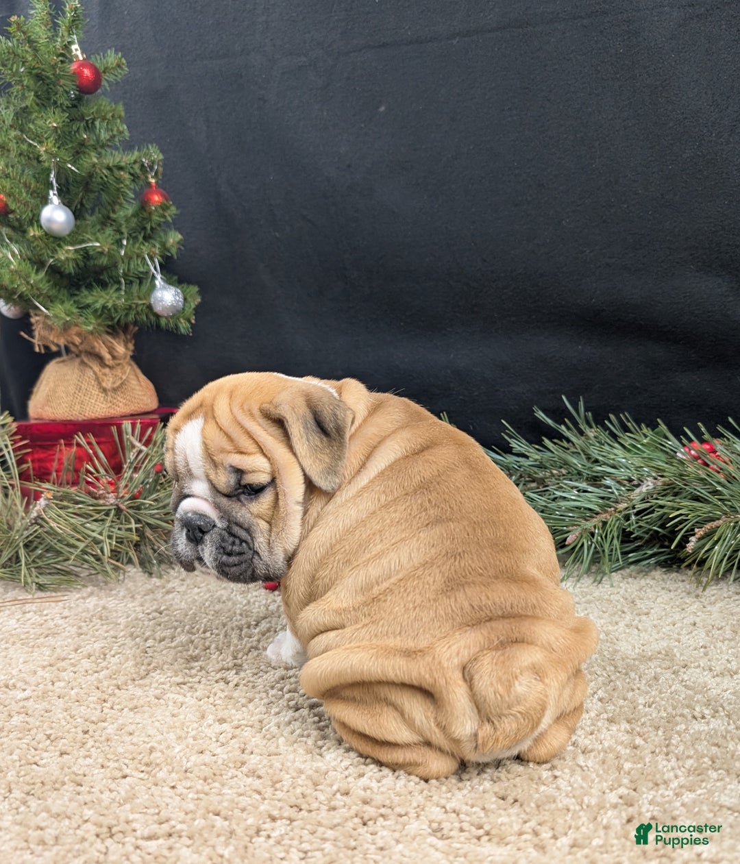 English Bulldog dogs for sale: Holly  - Ad 2