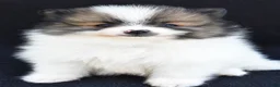 Pomeranian dogs for sale: Oscar - Ad 3