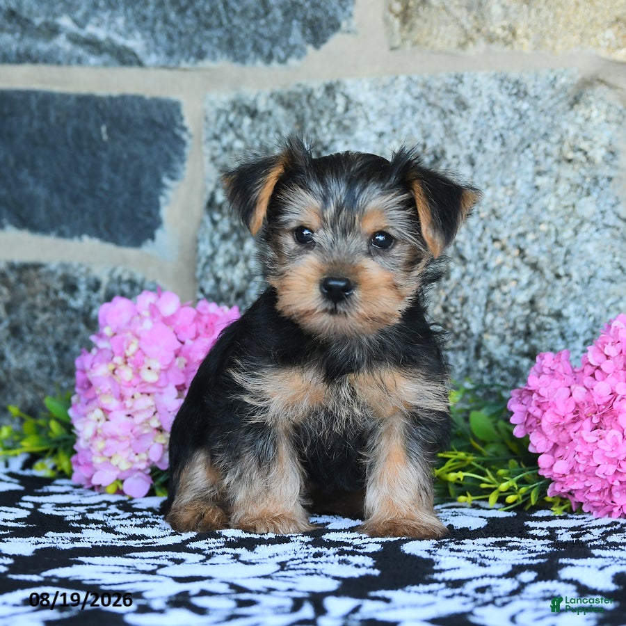 Yorkshire Terrier dogs Monkey - Ad 2