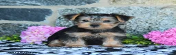 Yorkshire Terrier dogs for sale: Monkey - Ad 2