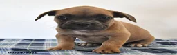 Mixed Breed dogs for sale: Leon - Ad 4