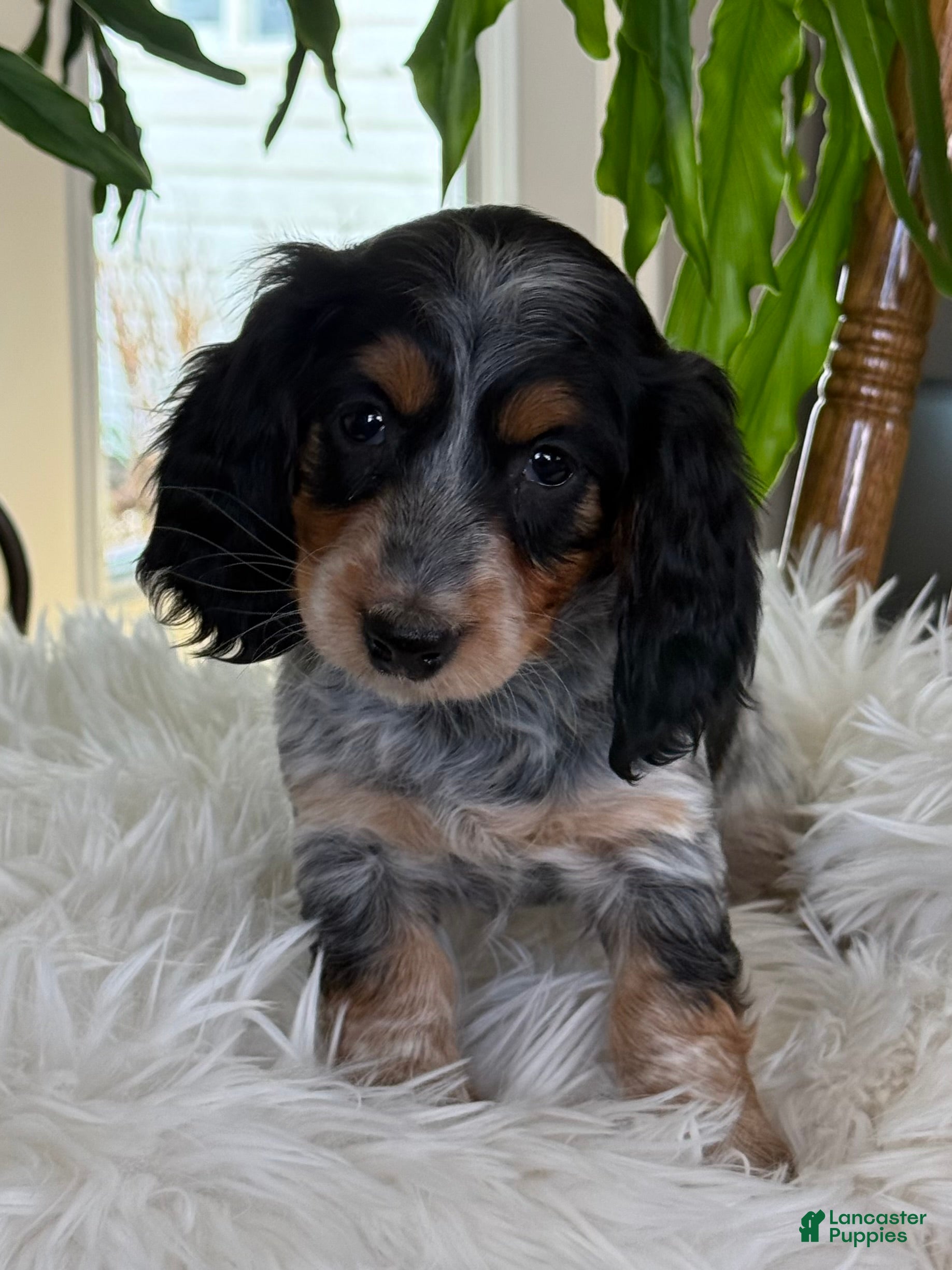 Miniature Dachshund dogs Hattie - Ad 2