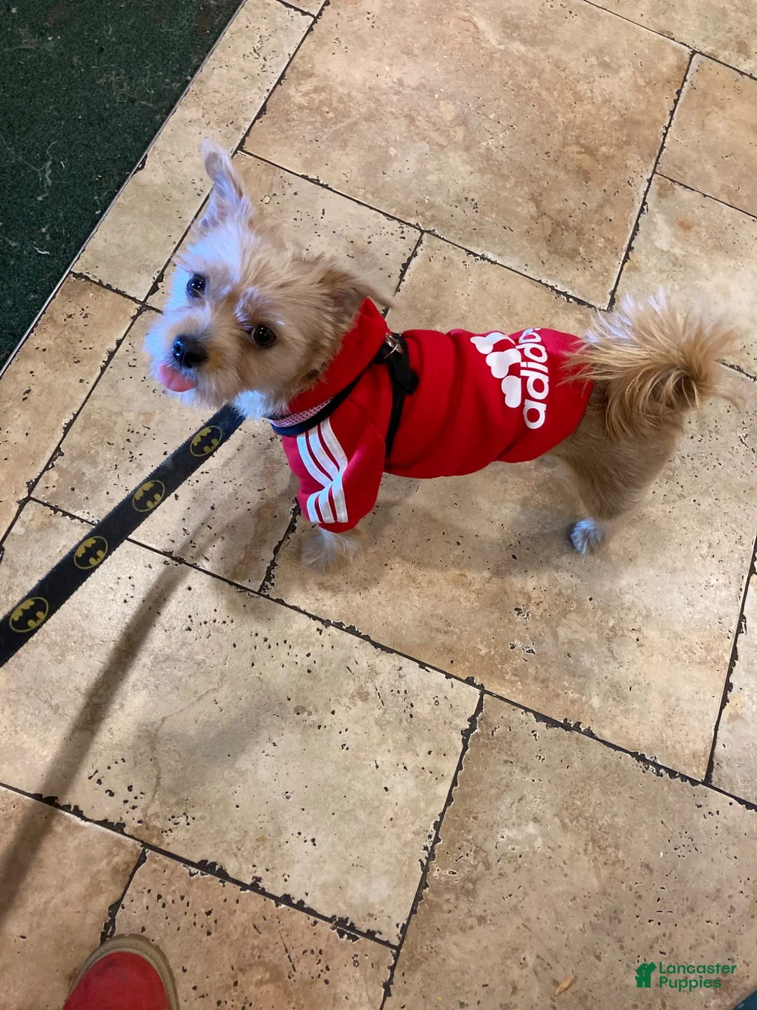 Mixed Breed dogs for sale: Stella - Ad 2