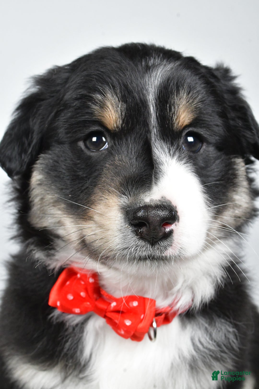 Miniature Australian Shepherd dogs for sale: Robby - Ad 1