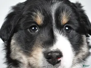 Miniature Australian Shepherd dogs Robby - Ad 30