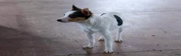 Toy Fox Terrier dogs for sale: Theo  - Ad 17