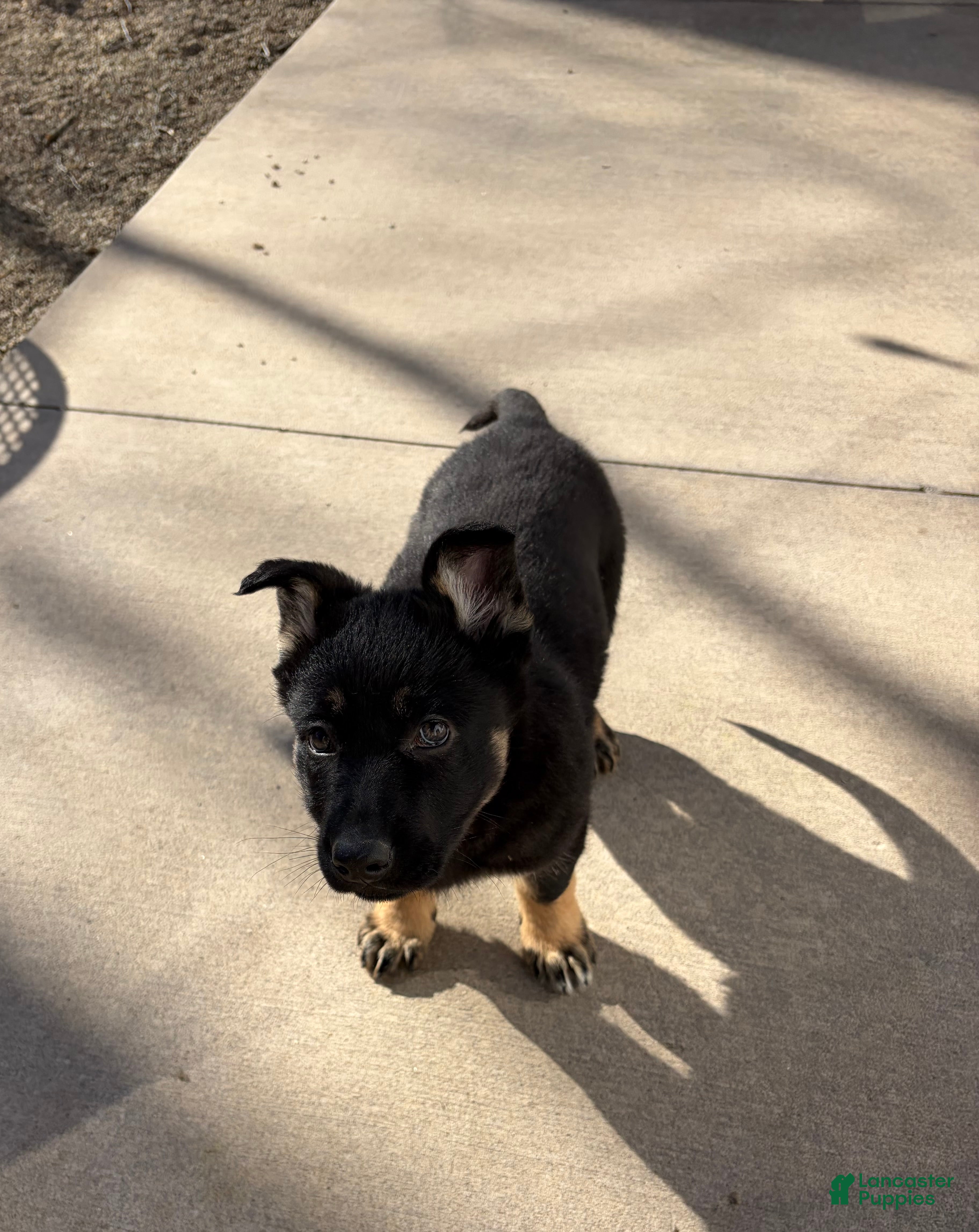 German Shepherd dogs Mika - Ad 2