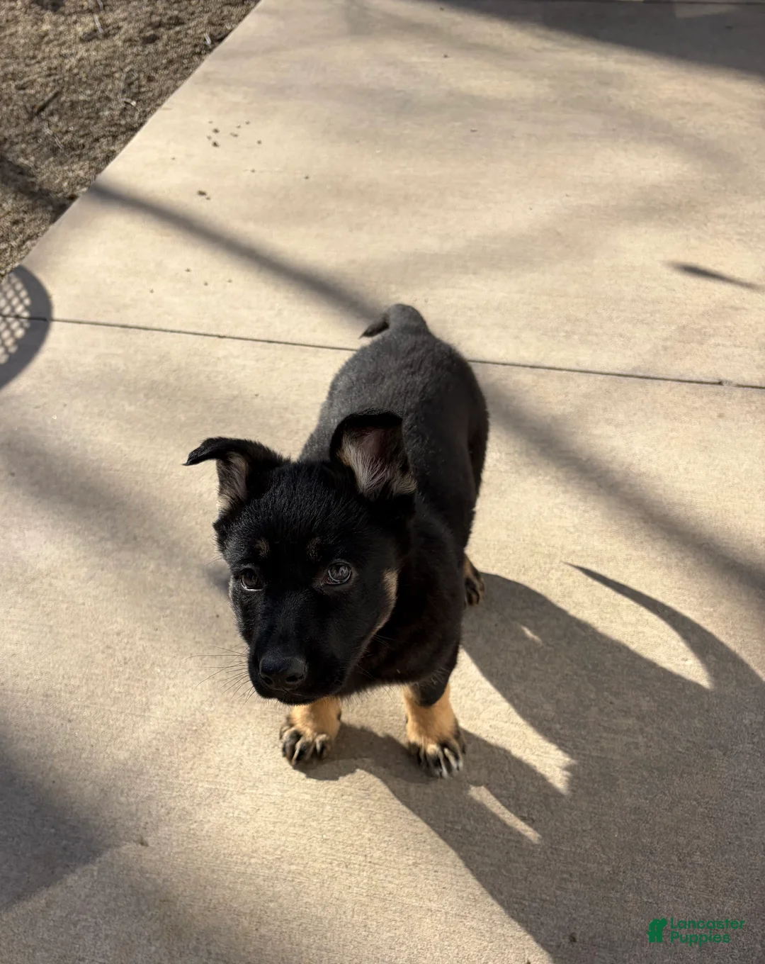 German Shepherd dogs for sale: Mika - Ad 2