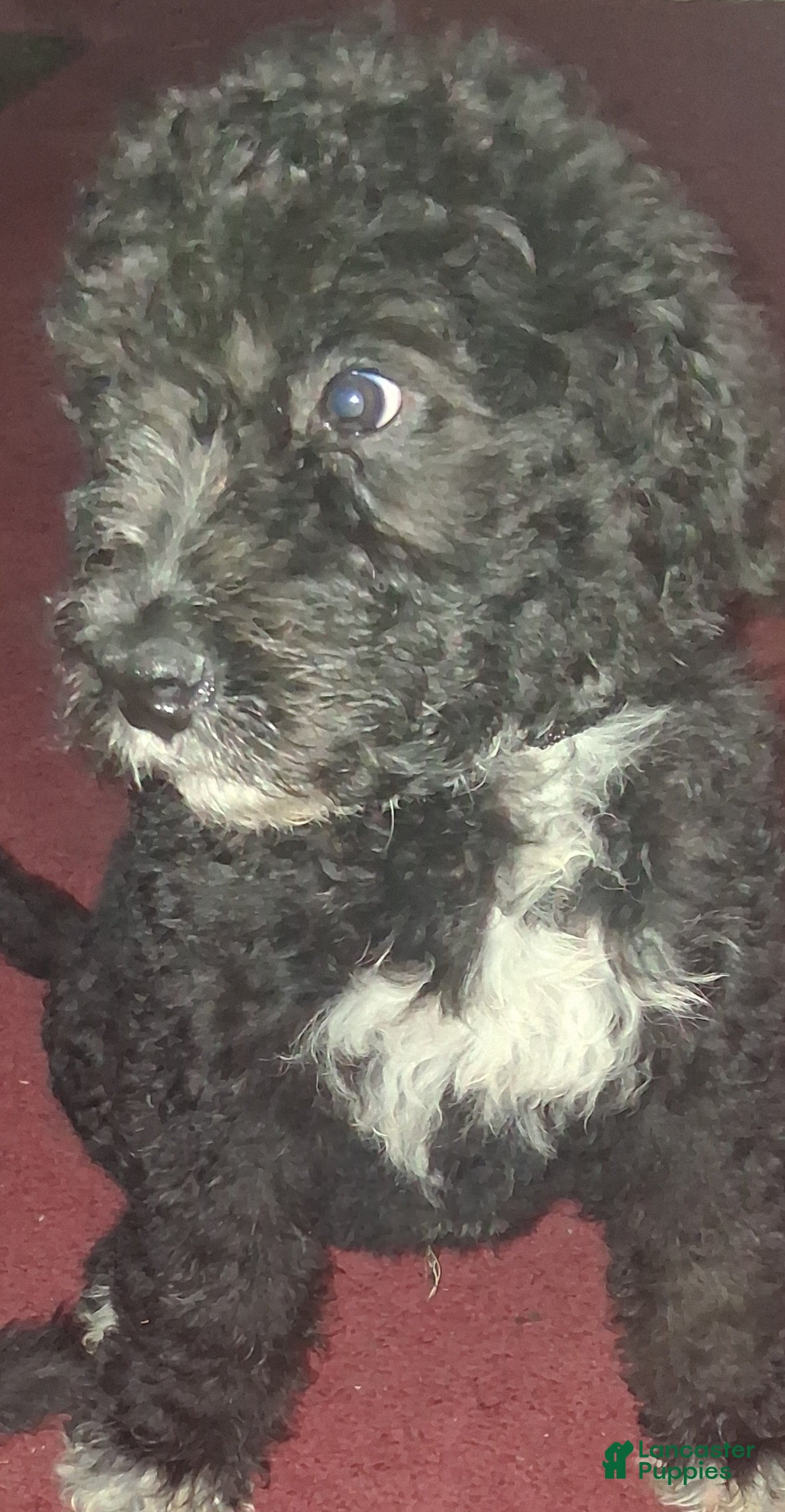 Bernedoodle dogs Bernedoodle 7 - Ad 13