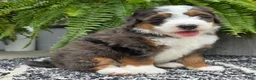 Mini Bernedoodle dogs for sale: Mini Jax - Ad 3