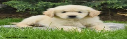 Golden Retriever dogs for sale: Saber - Ad 2