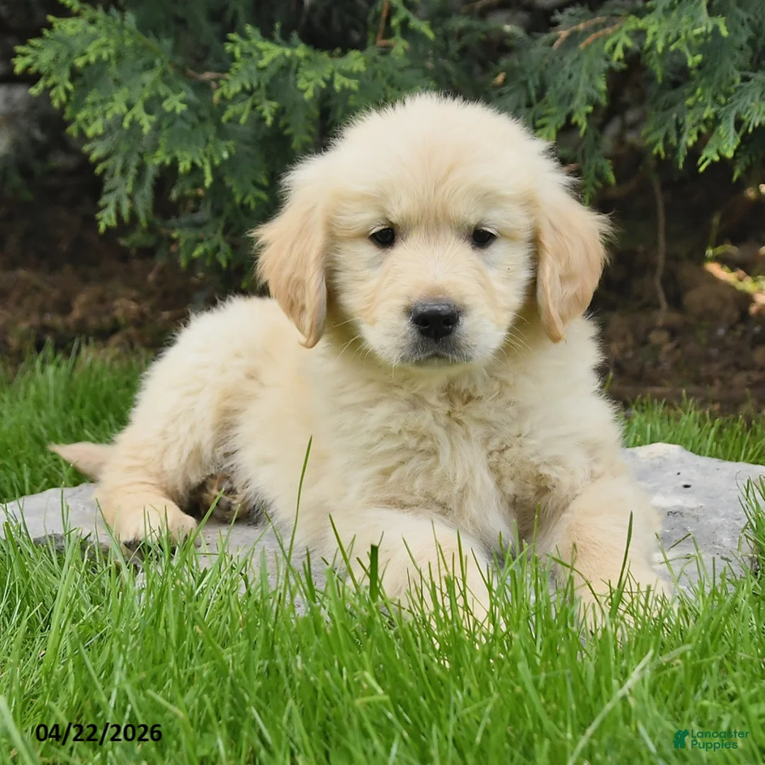 Golden Retriever dogs for sale: Saber - Ad 2
