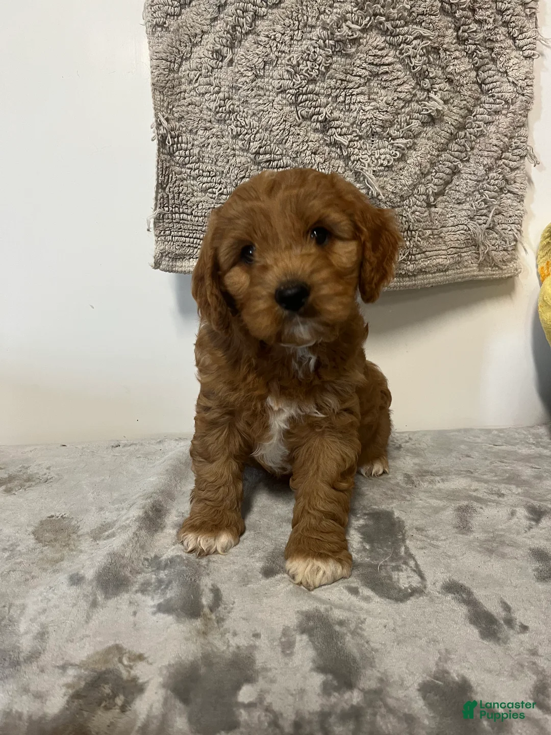 Cavapoo dogs for sale: Jared  - Ad 1