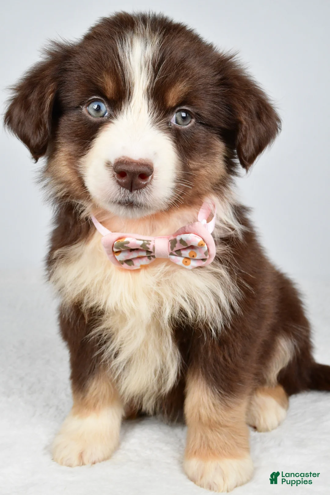 Miniature Australian Shepherd dogs for sale: Fiona - Ad 1