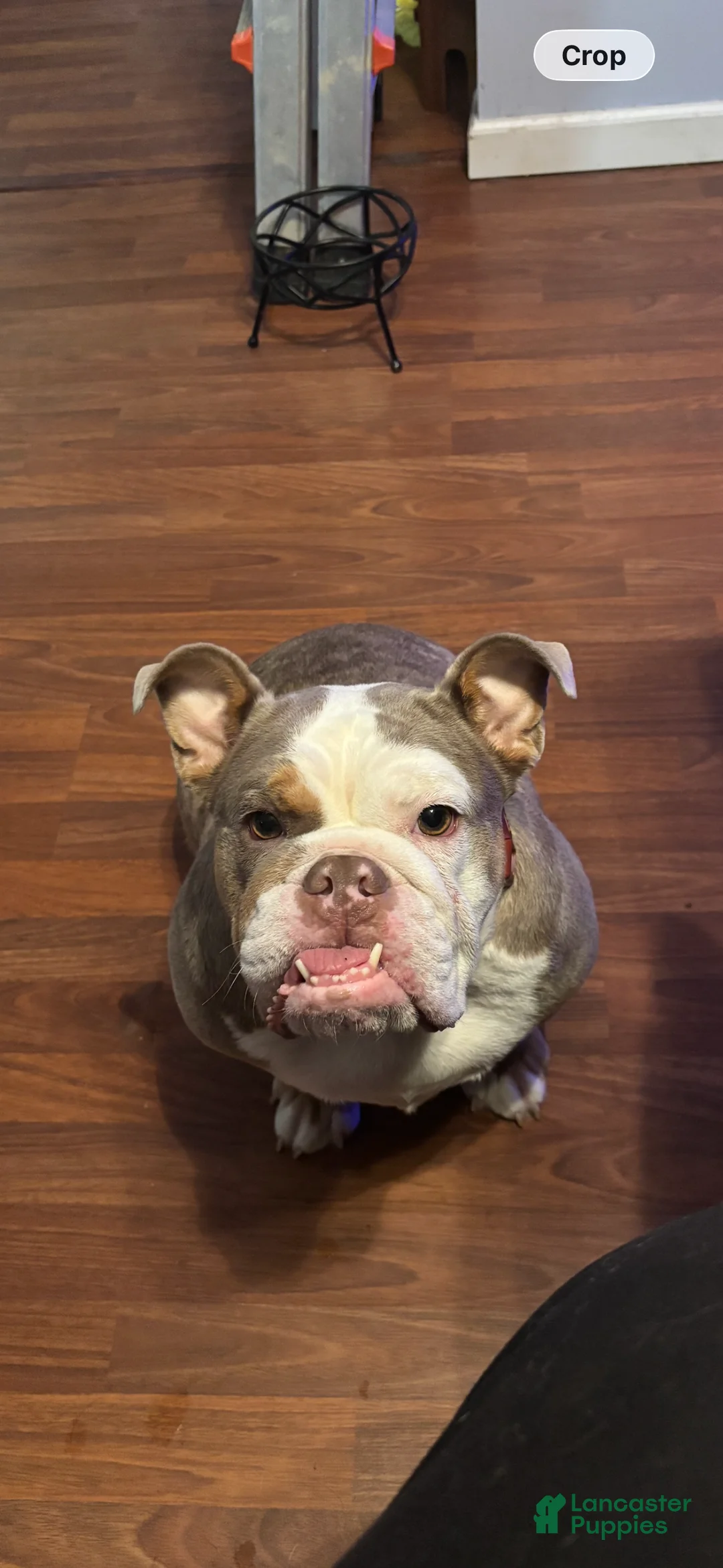 English Bulldog dogs for sale: Gemma  - Ad 1