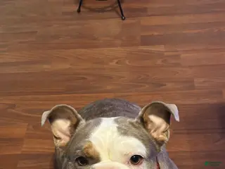 English Bulldog dogs Gemma - Ad 4