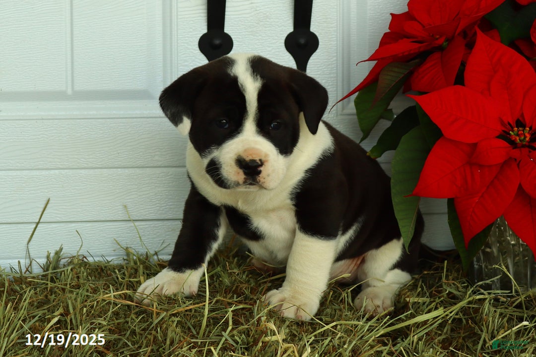 Mixed Breed dogs for sale: Jasper - Ad 1