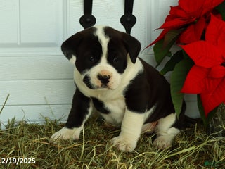 Mixed Breed dogs Jasper - Ad 3