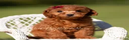 Toy Poodle dogs for sale: Phoenix - Ad 4