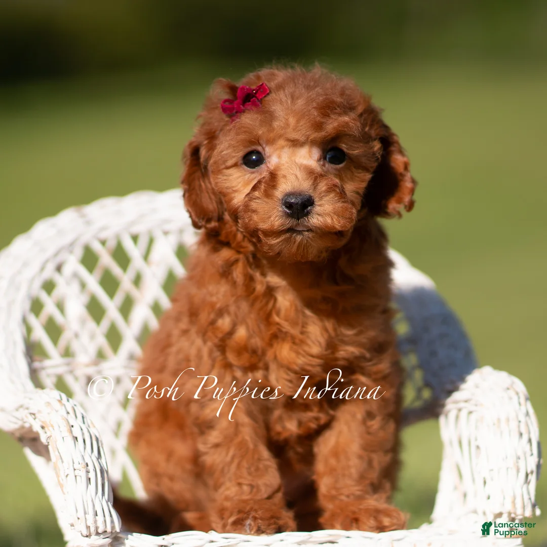 Toy Poodle dogs for sale: Phoenix - Ad 4